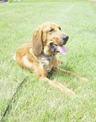 Dog Laying On Grass