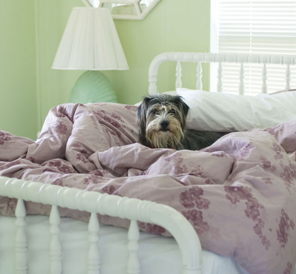 Happy Dog at Home in Bed