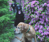 Three Dogs
